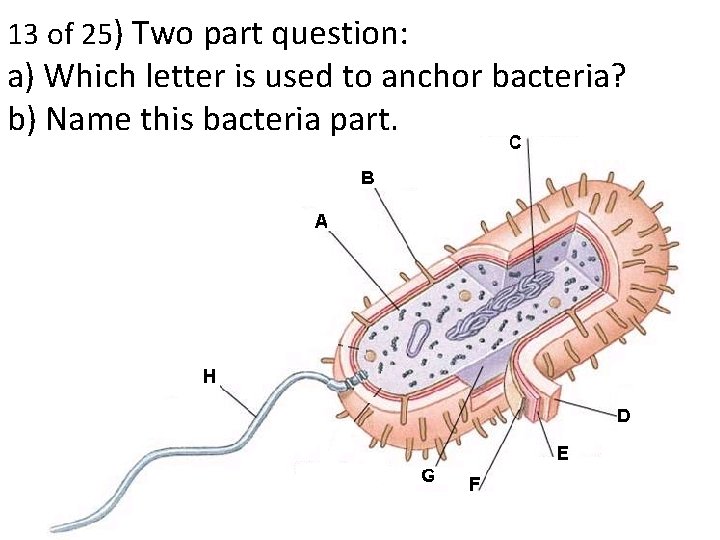 13 of 25) Two part question: a) Which letter is used to anchor bacteria?