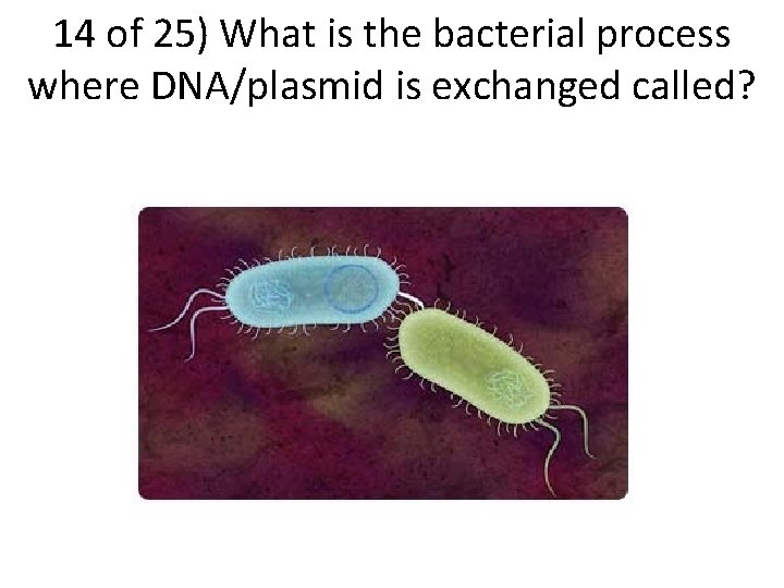 14 of 25) What is the bacterial process where DNA/plasmid is exchanged called? 
