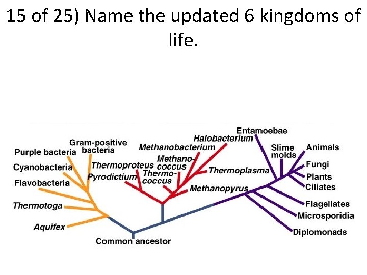 15 of 25) Name the updated 6 kingdoms of life. 