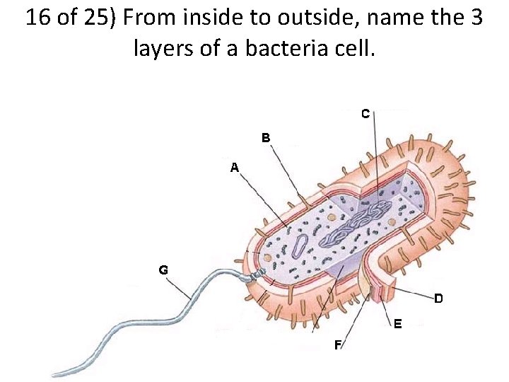 16 of 25) From inside to outside, name the 3 layers of a bacteria