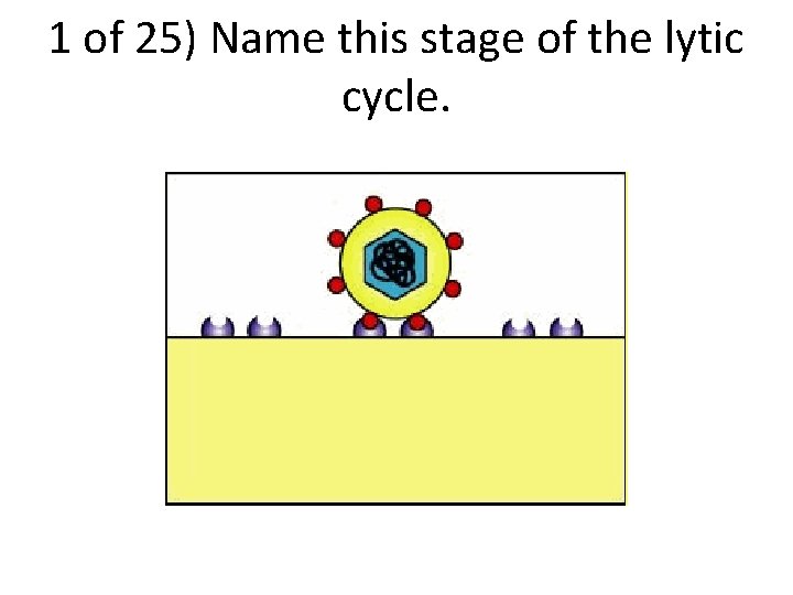 1 of 25) Name this stage of the lytic cycle. 