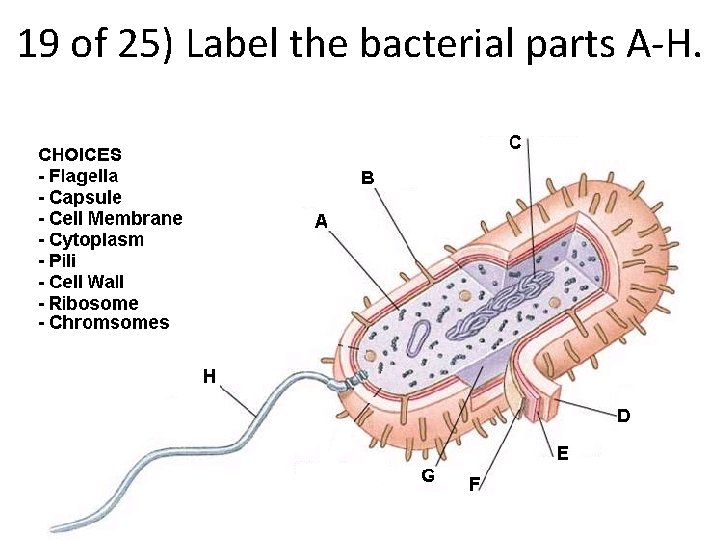 19 of 25) Label the bacterial parts A-H. 