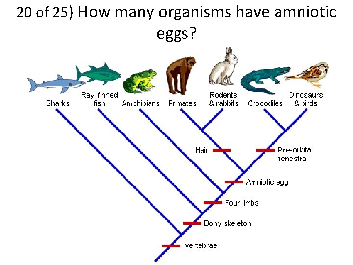 20 of 25) How many organisms have amniotic eggs? 