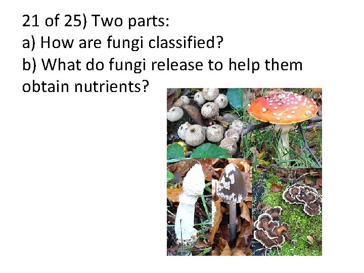 21 of 25) Two parts: a) How are fungi classified? b) What do fungi