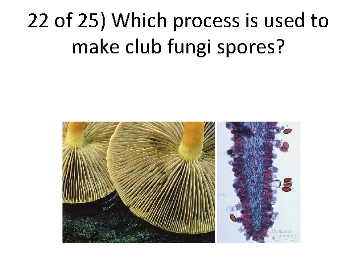 22 of 25) Which process is used to make club fungi spores? 