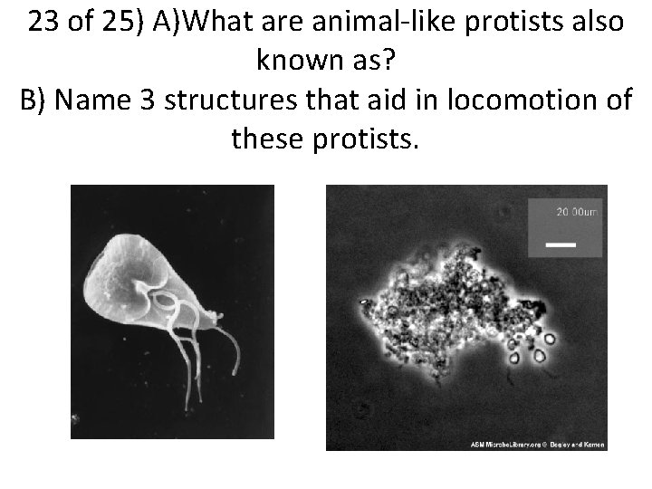 23 of 25) A)What are animal-like protists also known as? B) Name 3 structures