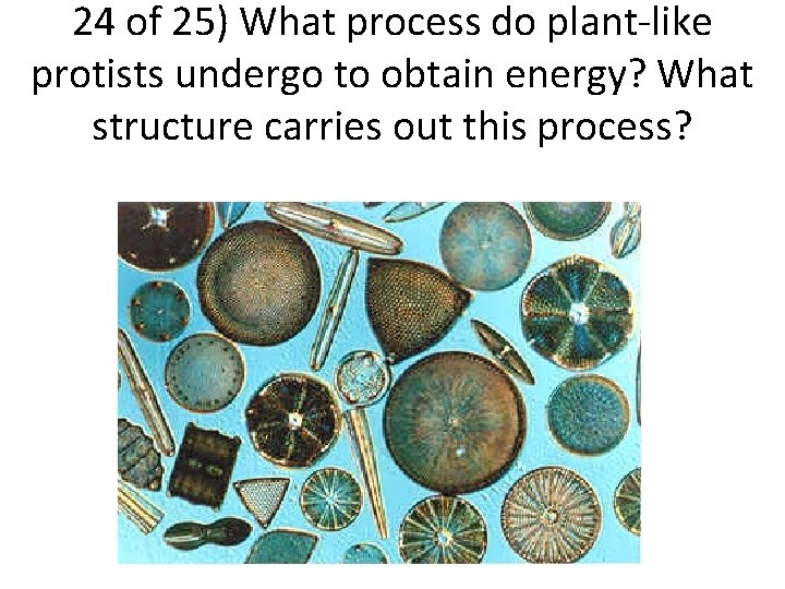 24 of 25) What process do plant-like protists undergo to obtain energy? What structure