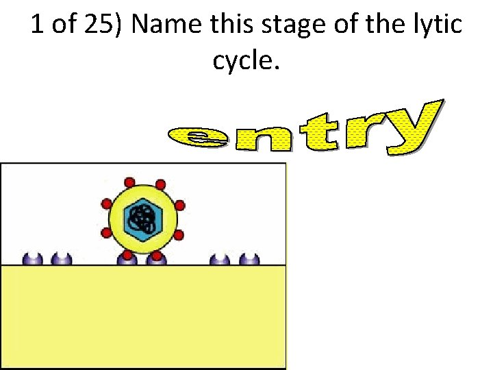 1 of 25) Name this stage of the lytic cycle. 