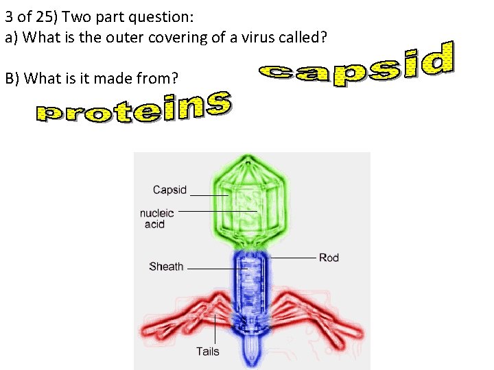 3 of 25) Two part question: a) What is the outer covering of a