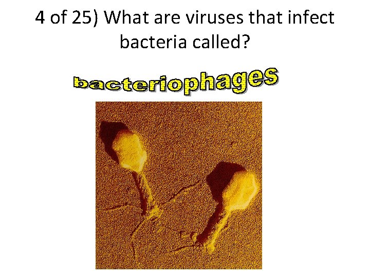 4 of 25) What are viruses that infect bacteria called? 