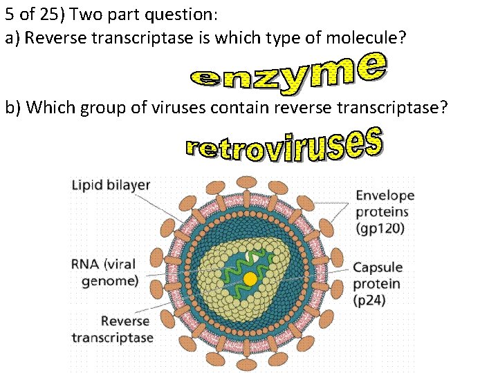 5 of 25) Two part question: a) Reverse transcriptase is which type of molecule?
