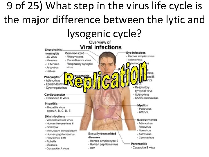9 of 25) What step in the virus life cycle is the major difference