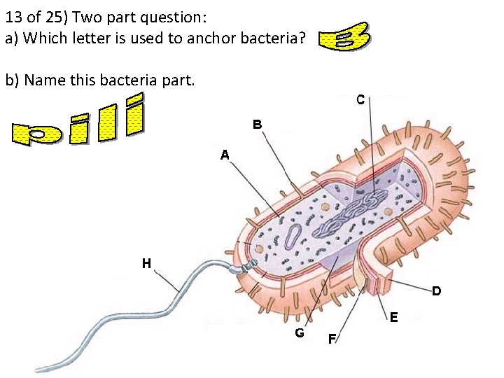 13 of 25) Two part question: a) Which letter is used to anchor bacteria?