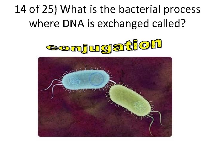 14 of 25) What is the bacterial process where DNA is exchanged called? 