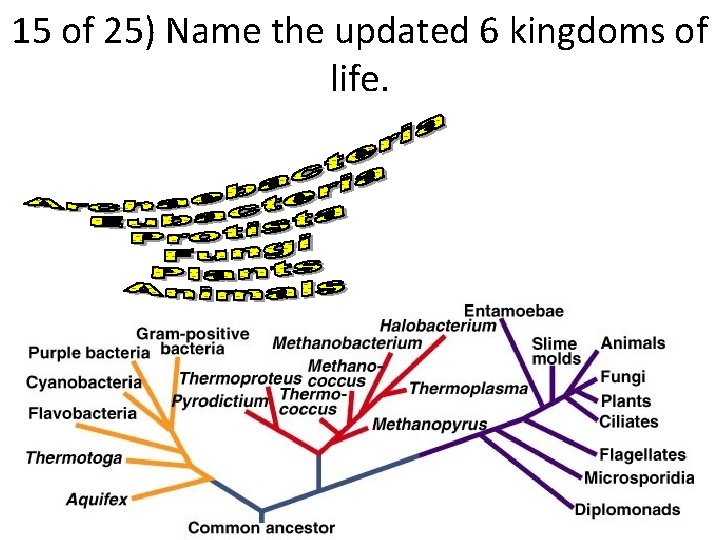 15 of 25) Name the updated 6 kingdoms of life. 