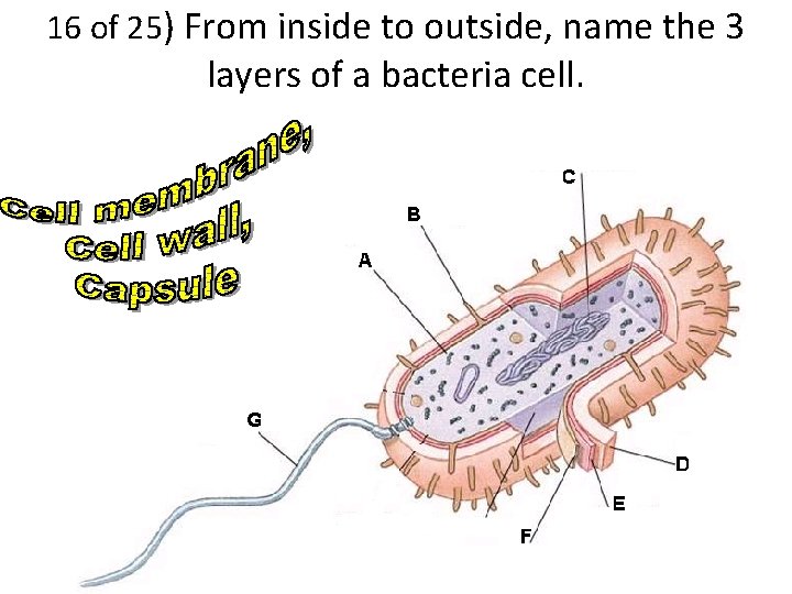 16 of 25) From inside to outside, name the 3 layers of a bacteria