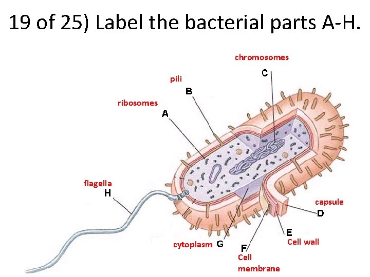 19 of 25) Label the bacterial parts A-H. chromosomes pili ribosomes flagella capsule Cell