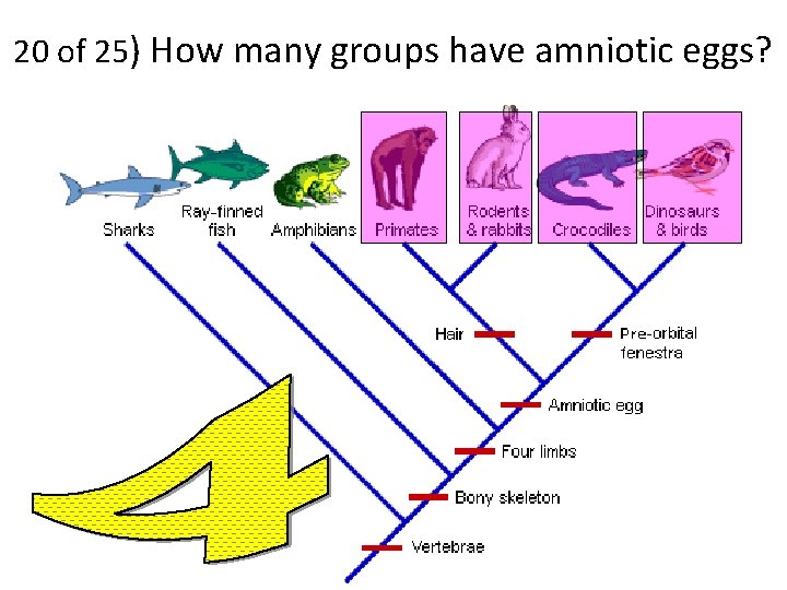 20 of 25) How many groups have amniotic eggs? 