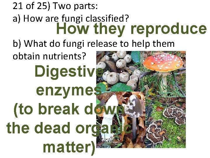 21 of 25) Two parts: a) How are fungi classified? How they reproduce b)