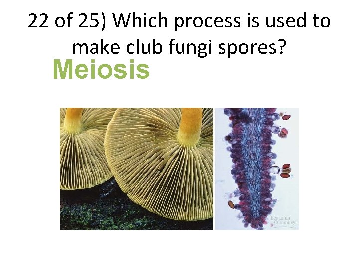 22 of 25) Which process is used to make club fungi spores? Meiosis 