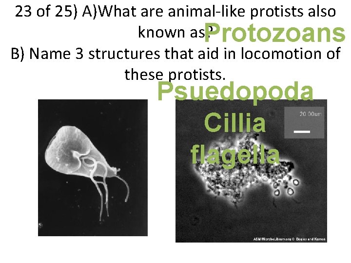 23 of 25) A)What are animal-like protists also known as? Protozoans B) Name 3