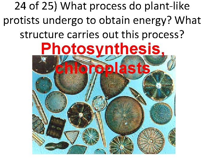 24 of 25) What process do plant-like protists undergo to obtain energy? What structure