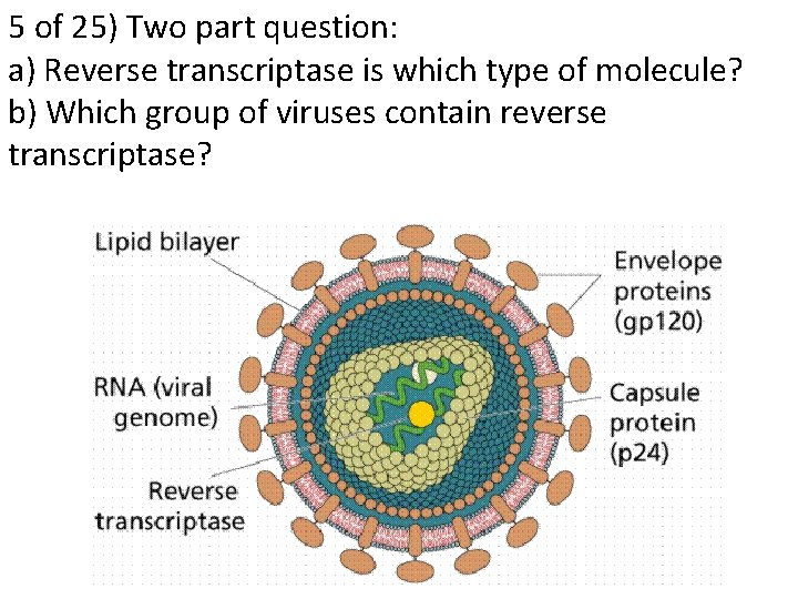 5 of 25) Two part question: a) Reverse transcriptase is which type of molecule?