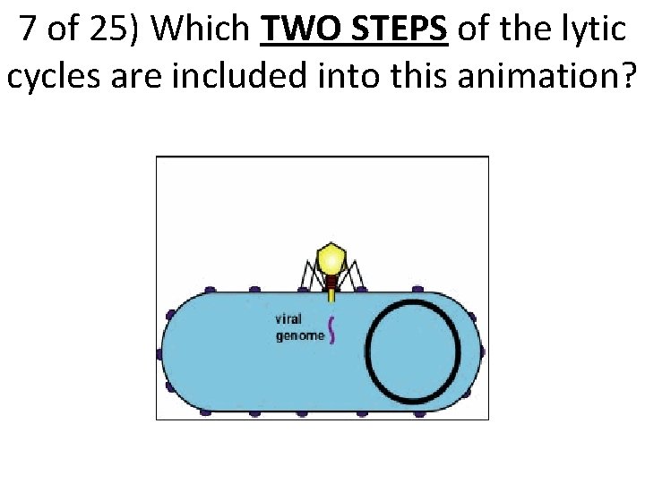 7 of 25) Which TWO STEPS of the lytic cycles are included into this