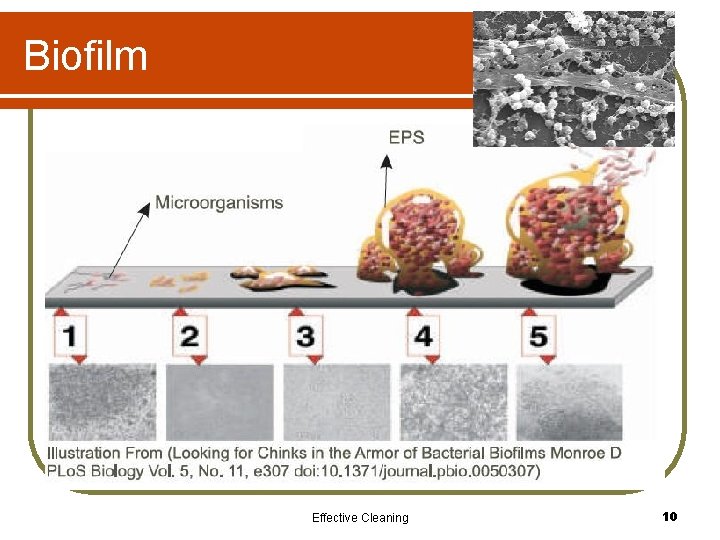 Biofilm Effective Cleaning 10 