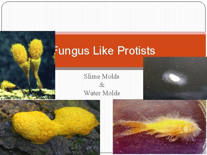 Fungus Like Protists Slime Molds & Water Molds 