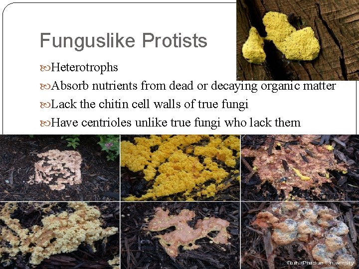 Funguslike Protists Heterotrophs Absorb nutrients from dead or decaying organic matter Lack the chitin