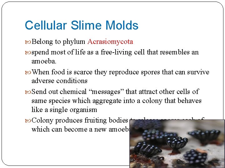 Cellular Slime Molds Belong to phylum Acrasiomycota spend most of life as a free-living