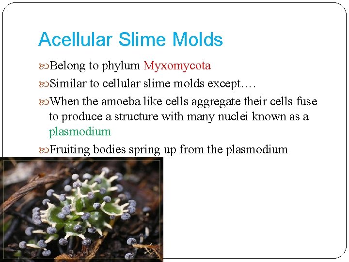 Acellular Slime Molds Belong to phylum Myxomycota Similar to cellular slime molds except…. When