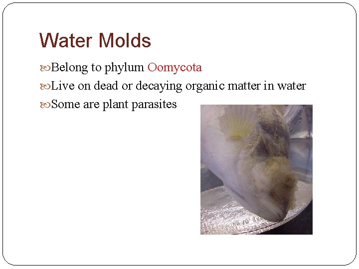 Water Molds Belong to phylum Oomycota Live on dead or decaying organic matter in