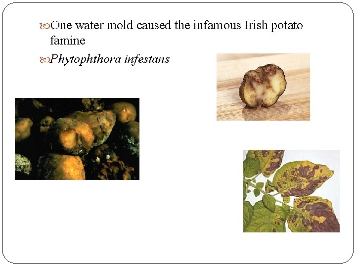  One water mold caused the infamous Irish potato famine Phytophthora infestans 