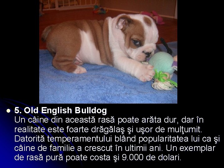 l 5. Old English Bulldog Un câine din această rasă poate arăta dur, dar