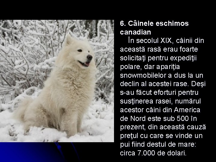 6. Câinele eschimos canadian În secolul XIX, câinii din această rasă erau foarte solicitaţi