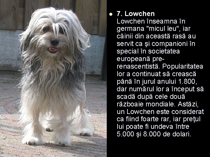 l 7. Lowchen înseamna în germana "micul leu", iar câinii din această rasă au