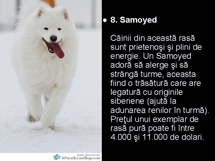 l 8. Samoyed Câinii din această rasă sunt prietenoşi şi plini de energie. Un