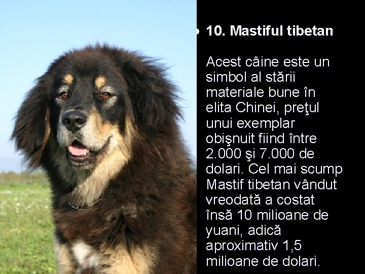 l 10. Mastiful tibetan Acest câine este un simbol al stării materiale bune în