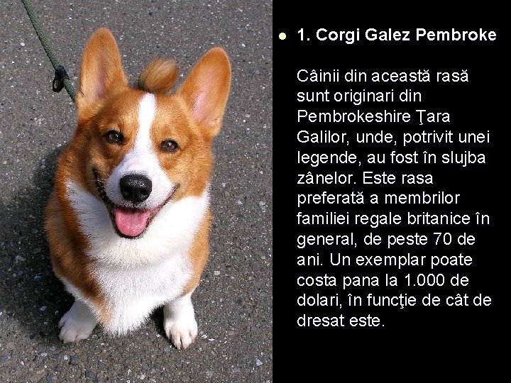 l 1. Corgi Galez Pembroke Câinii din această rasă sunt originari din Pembrokeshire Ţara