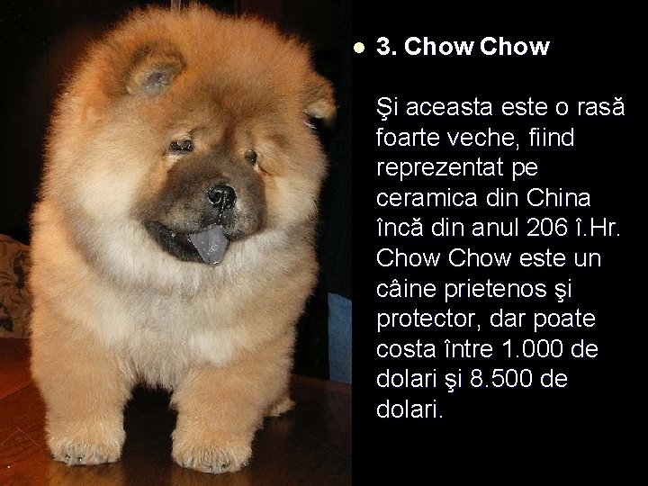 l 3. Chow Şi aceasta este o rasă foarte veche, fiind reprezentat pe ceramica