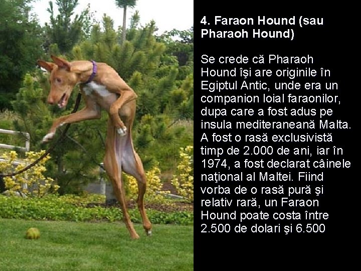 l 4. Faraon Hound (sau Pharaoh Hound) Se crede că Pharaoh Hound îşi are