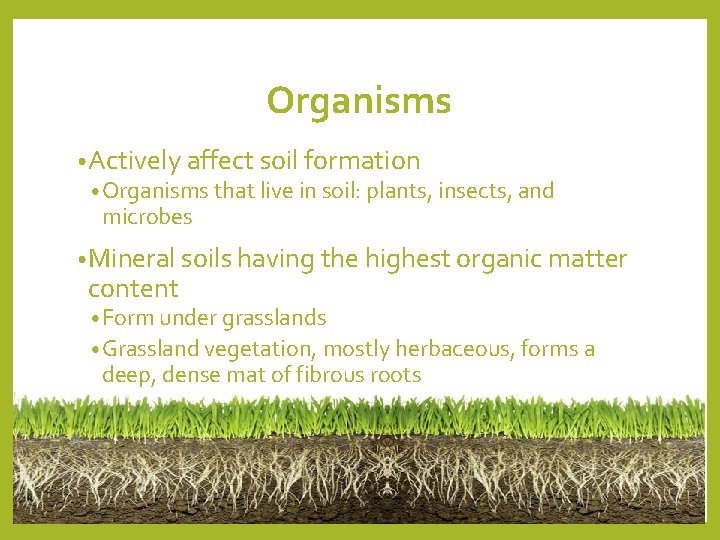 Organisms • Actively affect soil formation • Organisms that live in soil: plants, insects, Organisms • Actively affect soil formation • Organisms that live in soil: plants, insects,
