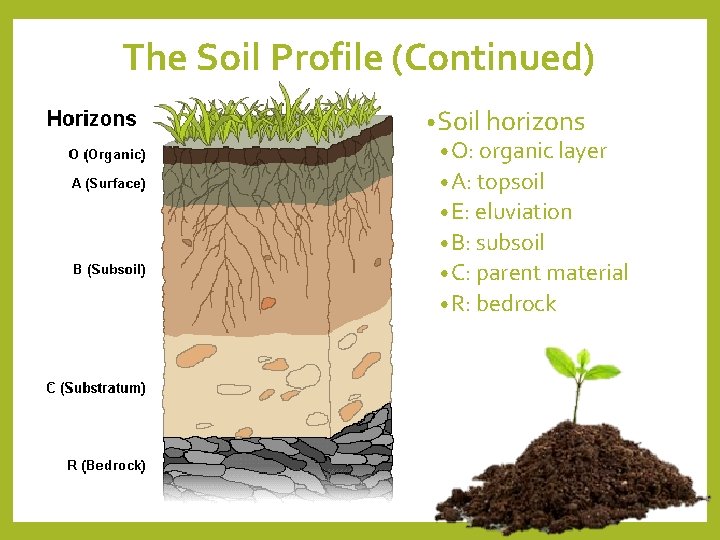 The Soil Profile (Continued) • Soil horizons • O: organic layer • A: topsoil The Soil Profile (Continued) • Soil horizons • O: organic layer • A: topsoil