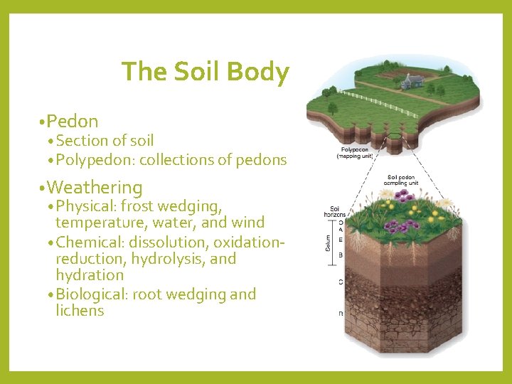 The Soil Body • Pedon • Section of soil • Polypedon: collections of pedons The Soil Body • Pedon • Section of soil • Polypedon: collections of pedons