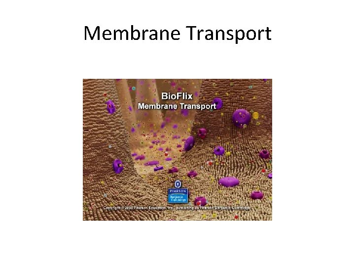 Membrane Transport 