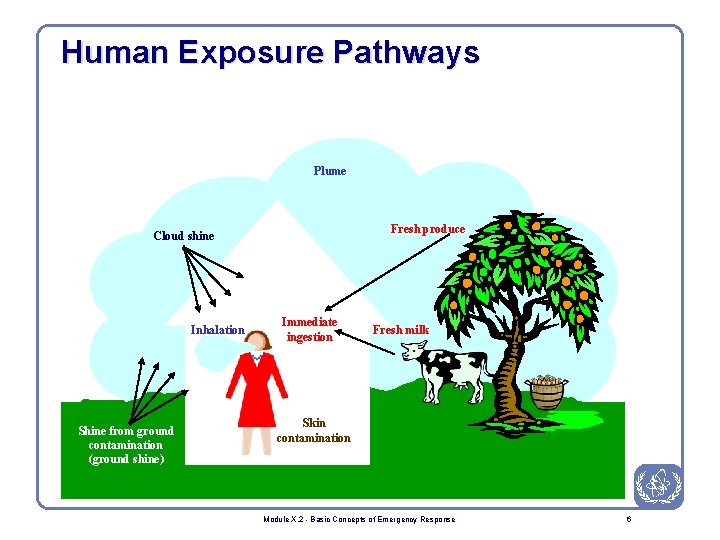 Human Exposure Pathways Plume Fresh produce Cloud shine Inhalation Shine from ground contamination (ground