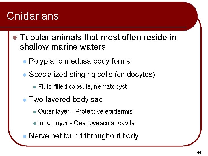 Cnidarians l Tubular animals that most often reside in shallow marine waters l Polyp