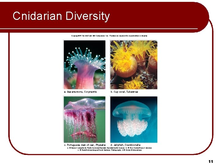 Cnidarian Diversity Copyright © The Mc. Graw-Hill Companies, Inc. Permission required for reproduction or Cnidarian Diversity Copyright © The Mc. Graw-Hill Companies, Inc. Permission required for reproduction or